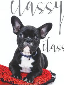 quadro-classy-dog