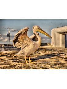 quadro-greece-pelican