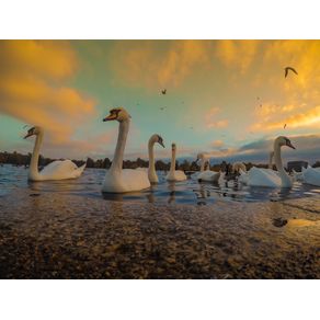 quadro-swans-of-the-hyde-park-london