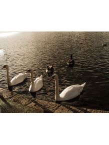 quadro-3-swans
