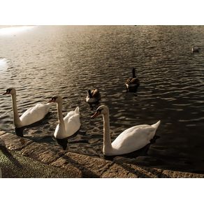 quadro-3-swans