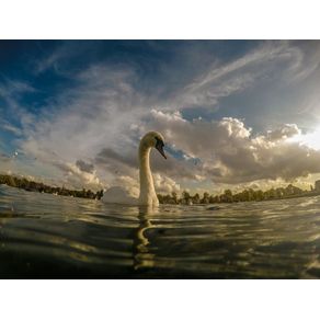 quadro-swan-on-the-lake