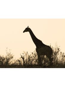 quadro-girafes