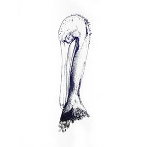 quadro-pelicano-em-pose