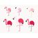 quadro-flamingos-do-mundo