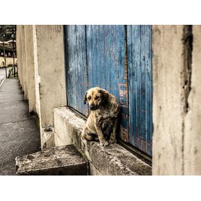 quadro-cachorro-amarelo-porta-azul