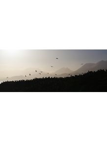 quadro-birds-of-ushuaia