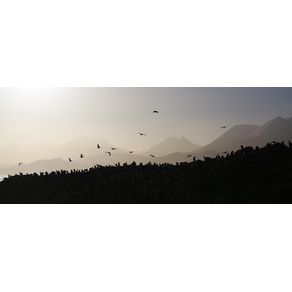 quadro-birds-of-ushuaia