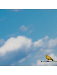 quadro-yellowbird