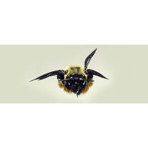 quadro-flying-bee