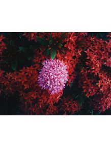 quadro-mar-de-flor