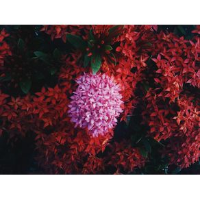 quadro-mar-de-flor