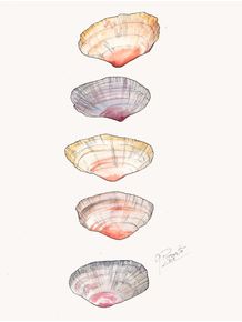 quadro-sea-shells
