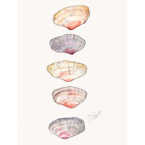 quadro-sea-shells