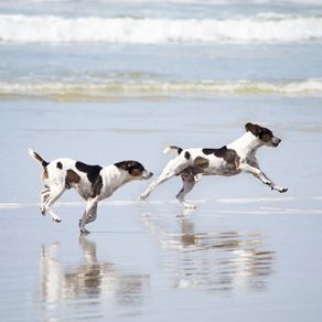 quadro-sea-dogs