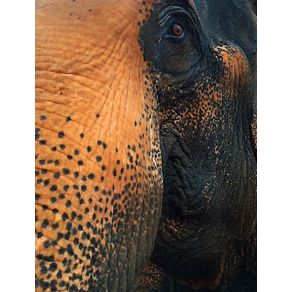 quadro-elefante-laos
