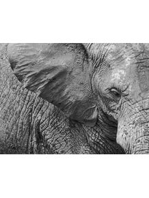 quadro-animal--o-elefante-e-suas-texturas--p