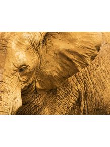 quadro-animal--o-elefante-e-suas-texturas