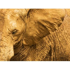 quadro-animal--o-elefante-e-suas-texturas