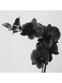 quadro-black-orchid