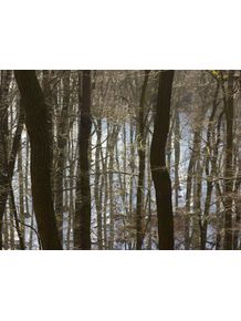 quadro-naked-trees-5