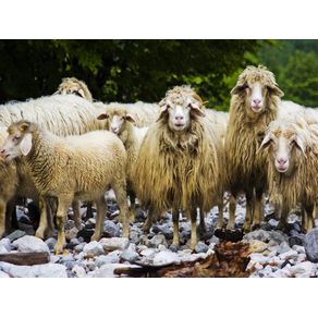 quadro-sheeps