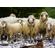 quadro-sheeps