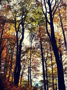 quadro-floresta-do-outono