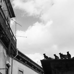 quadro-gatos-no-telhado