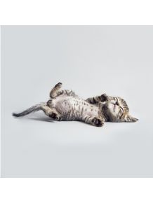 quadro-lazy-cat