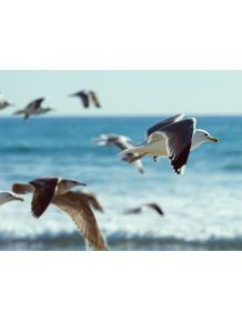 quadro-retro-seagulls