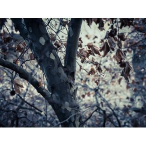 quadro-folhas-secas-01