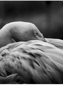 quadro-flamingo-em-preto-e-branco
