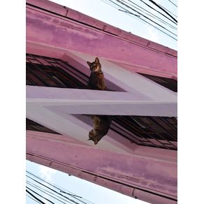 quadro-gatos-chilenos