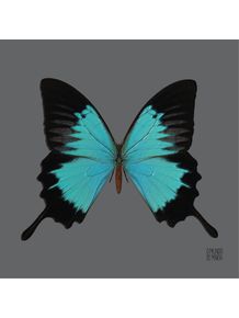 quadro-borboleta-turquesa