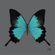 quadro-borboleta-turquesa