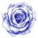 quadro-ballpoint-blue-rose