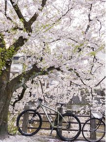 quadro-cerejeiras-no-japao