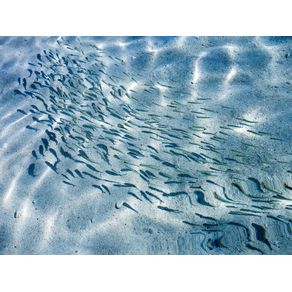 quadro-peixes-no-caribe