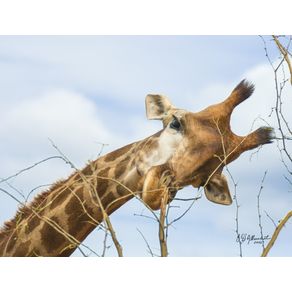 quadro-girafa-curiosa