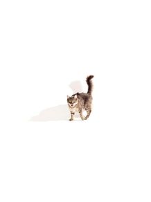 quadro-shadows--gato