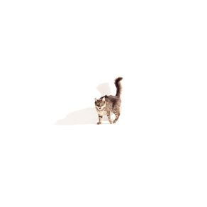quadro-shadows--gato