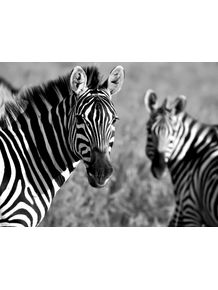 quadro-listras-e-zebras