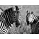 quadro-listras-e-zebras