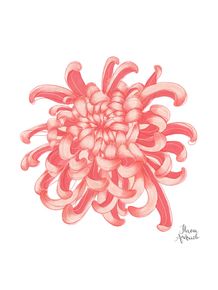quadro-crisantemo-japones