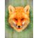 quadro-olhar-fox