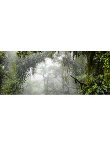 quadro-rainforest