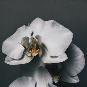 quadro-white-orchid