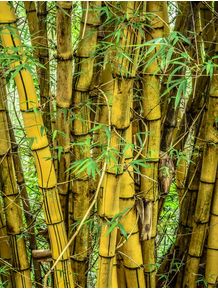 quadro-bambu-amarelo