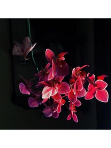quadro-orquideas-cor-de-rosa